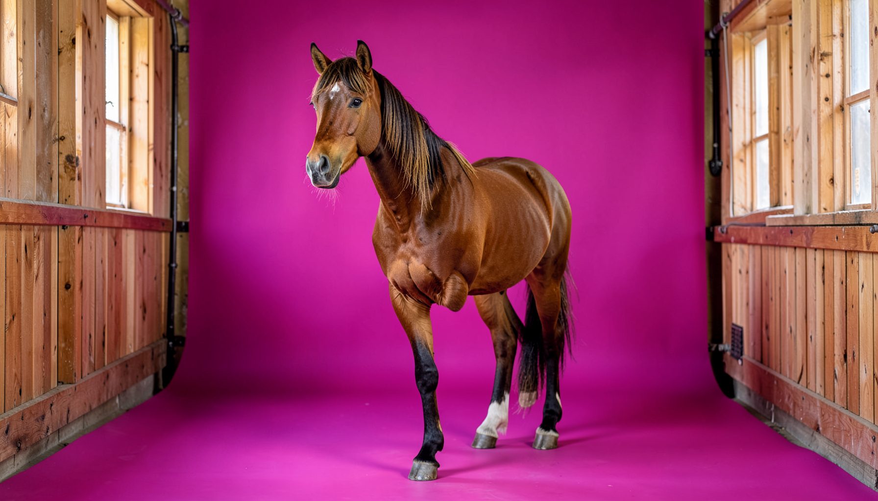 how much is a race horse