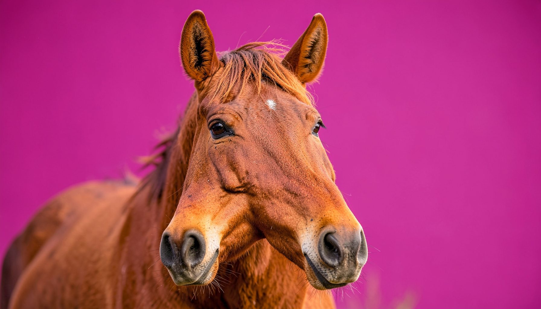 what is a mare horse