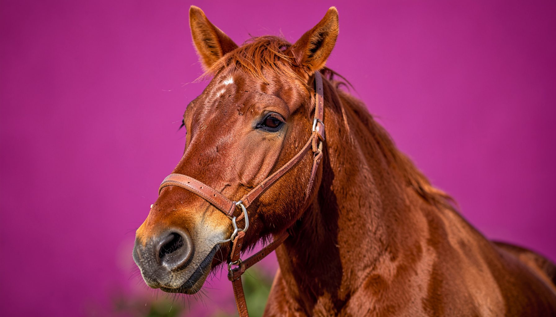 what is a horse fly